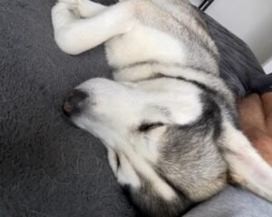 IMG 20260603 WA0003