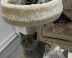 IMG 20260616 WA0046