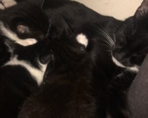 IMG 3589