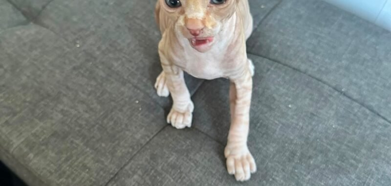 IMG 7648