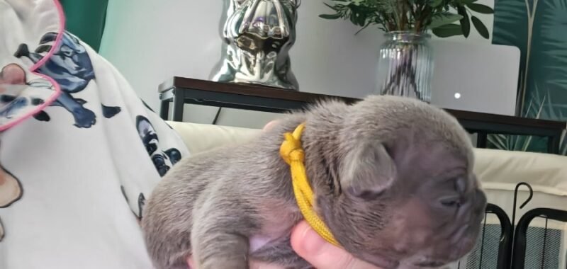 Messenger creation 956FF12D 4939 42FE 858A 57C304A0C342