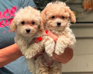 Poodle Toy9