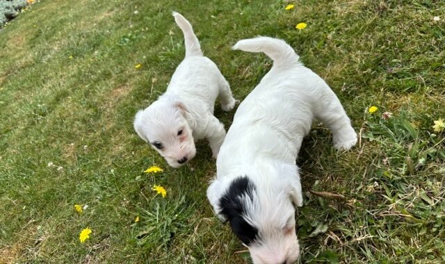 2 Puppies