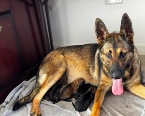 2a2b9acd 2d5a 4529 baf7 6a2252a4b75d