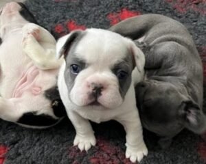 French Bull. 3
