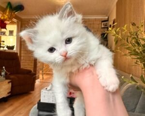 IMG 20260716 WA0011