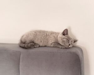 IMG 0837