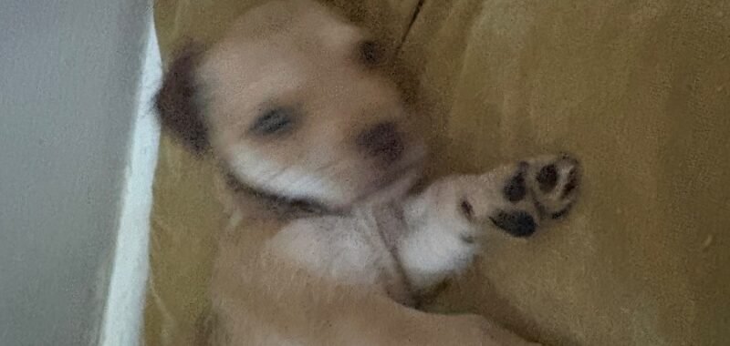 IMG 3555