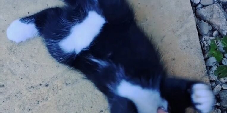 Screenshot 20260714 111515 Video Player