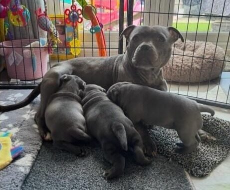 Staffys pups mum 1