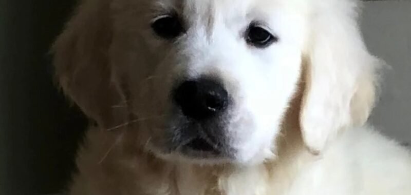 golden6