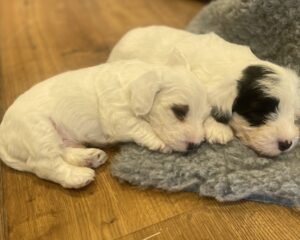 puppies 3