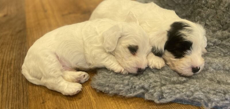 puppies 3