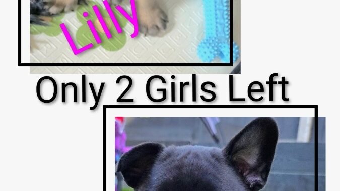 20260816 004630 COLLAGE2