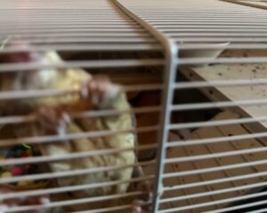 IMG 0711