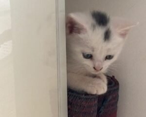 IMG 1723