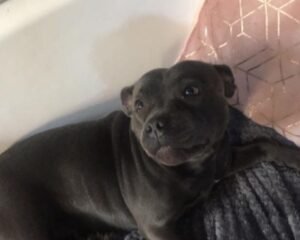 beautiful blue staff puppies 60a28186aabe3