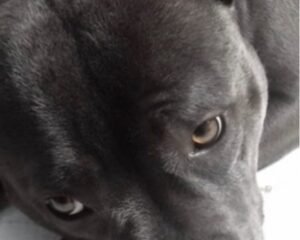 beautiful blue staff puppies 60a8f21b4a62d
