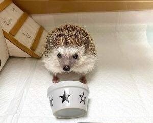 tsuyoshi.hedgehog 1700653740505943 300&times;300 1