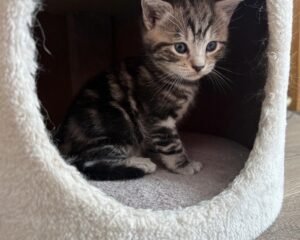 01 kitten bed