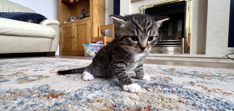 02 kitten4