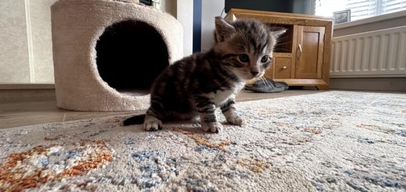 03 kitten3