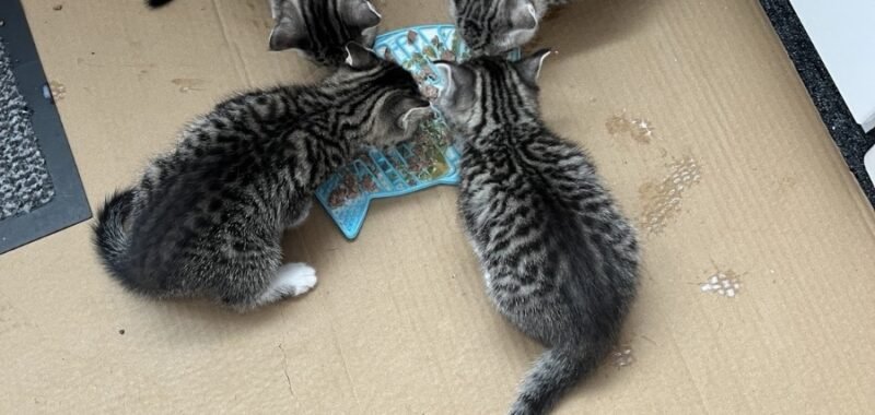 04 kittens together