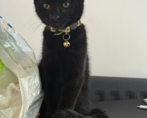 IMG 20260901 WA0002