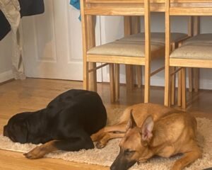 IMG 1605