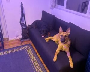 IMG 1834