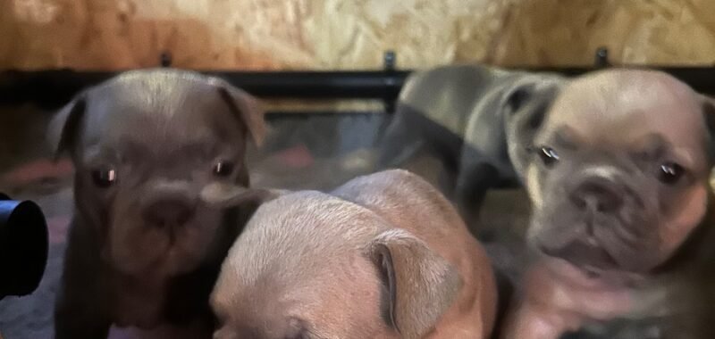 IMG 1732